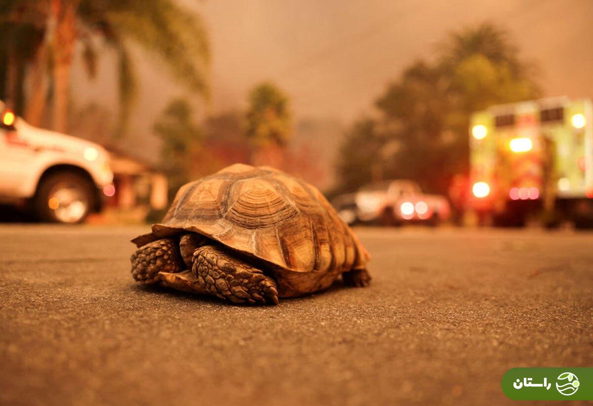 تصاویر |‌ آتش‌سوزی مهیب در لس‌آنجلس؛ خانه چند سلبریتی سوخت!