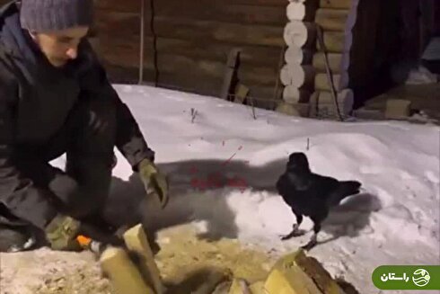 ویدئو | کمک جالب کلاغ باهوش به یک مرد برای شکستن هیزم!