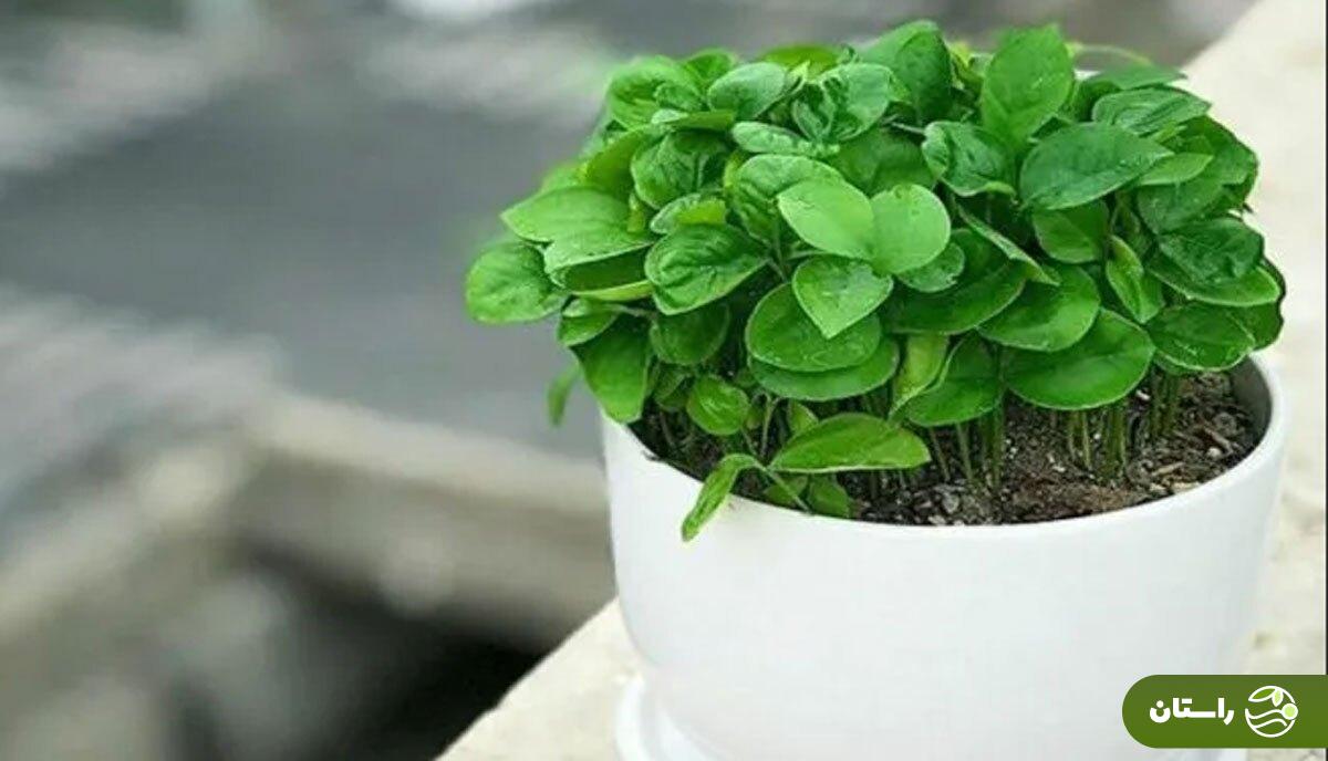 معرفی انواع سبزههای شب عید و زمان کاشت هر کدام معرفی انواع سبزههای شب عید و زمان کاشت هر کدام