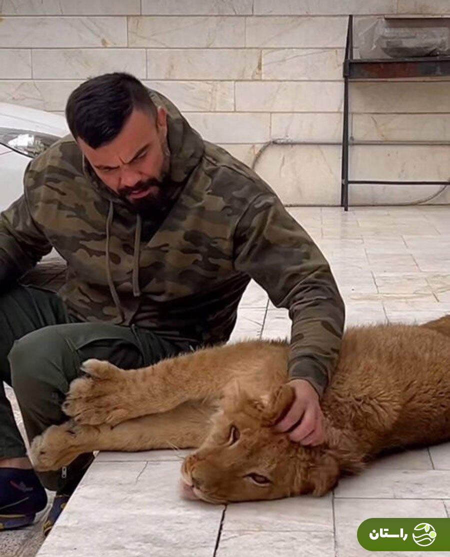 جنجال توله شیر امیر علیاکبری؛ پرونده قضایی در انتظار مبارز ایرانی جنجال توله شیر امیر علیاکبری؛ پرونده قضایی در انتظار مبارز ایرانی