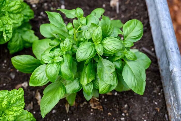 راهنمای گام به گام کاشت باغ خانگی در بهار