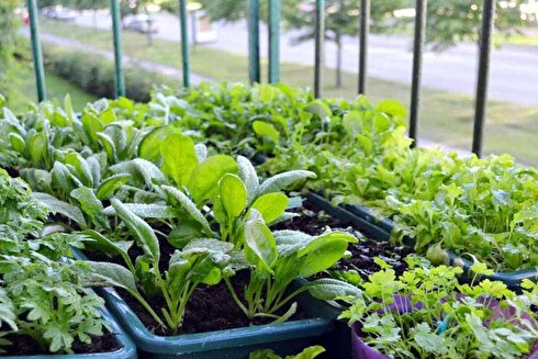 راهنمای گام به گام کاشت باغ خانگی در بهار