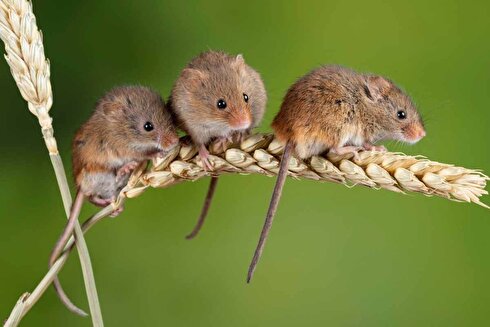 نتایج تحقیقات تازه؛ برخی موش‌ها ذاتا خیانتکارند!