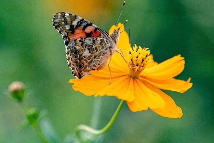 سفر تاریخی و شگفت انگیز پروانه‌ها از آفریقا به آمریکا