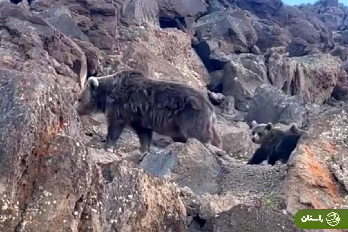 (ویدئو) عبور خانوادگی و هیجان انگیز خرس‌های سبلان از کنار چادر کوهنوردان