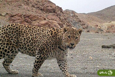 ویدئو | گشت‌وگذار پلنگ ایرانی در سالوک خراسان‌ شمالی