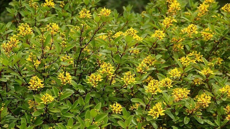 ۸ گیاه جادویی برای آرامش اعصاب! ۸ گیاه جادویی برای آرامش اعصاب!