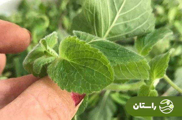 آشنایی با سبزی دلال، چاشنی جادویی غذاهای گیلانی و مازندرانی آشنایی با سبزی دلال، چاشنی جادویی غذاهای گیلانی و مازندرانی