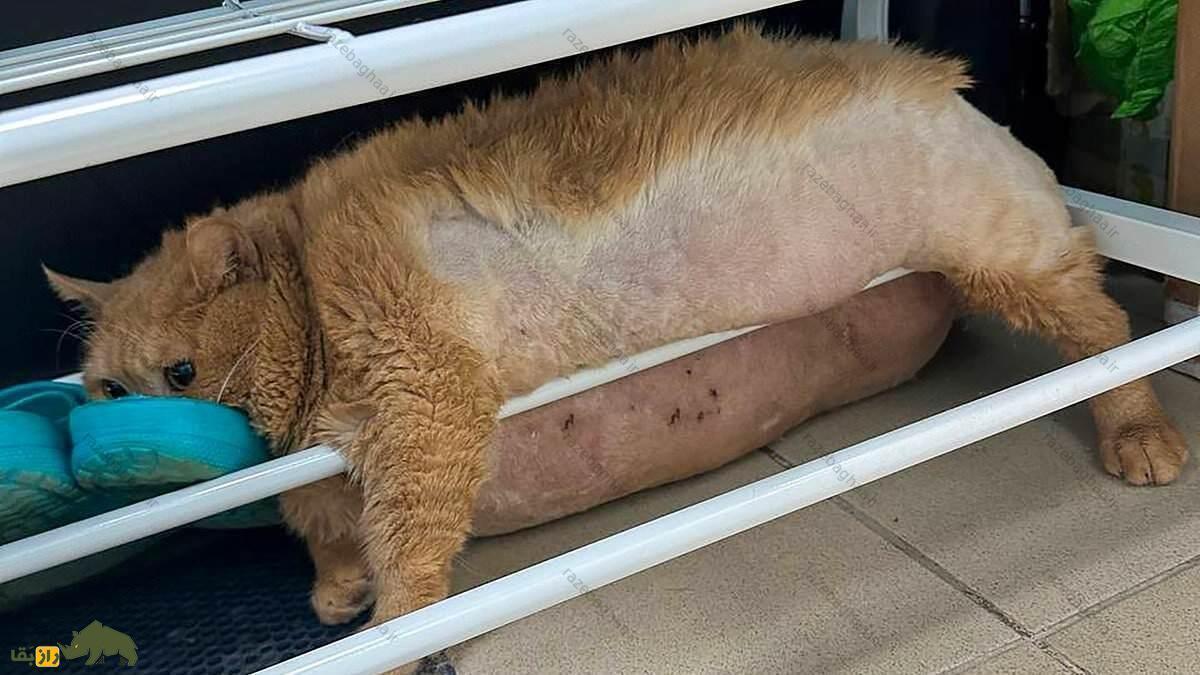 عکس | مرگ کراشیک؛ چاقترین گربه جهان با ۱۷ کیلو وزن در سن ۱۳ سالگی عکس | مرگ کراشیک؛ چاقترین گربه جهان با ۱۷ کیلو وزن در سن ۱۳ سالگی