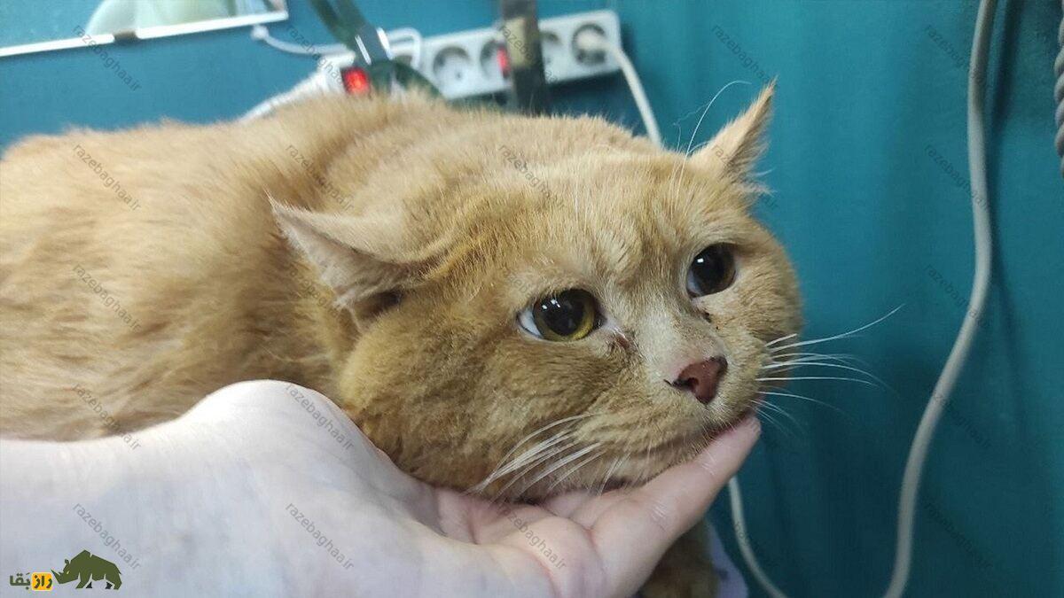 عکس | مرگ کراشیک؛ چاقترین گربه جهان با ۱۷ کیلو وزن در سن ۱۳ سالگی عکس | مرگ کراشیک؛ چاقترین گربه جهان با ۱۷ کیلو وزن در سن ۱۳ سالگی