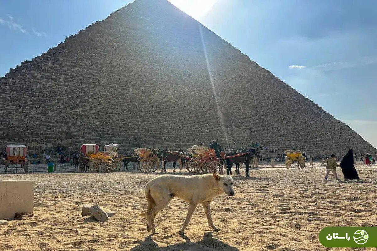 عکس | سگ ولگرد اهرام مصر شهرت جهانی پیدا کرد عکس | سگ ولگرد اهرام مصر شهرت جهانی پیدا کرد