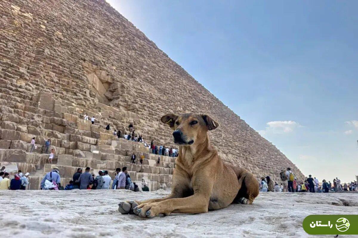 عکس | سگ ولگرد اهرام مصر شهرت جهانی پیدا کرد عکس | سگ ولگرد اهرام مصر شهرت جهانی پیدا کرد