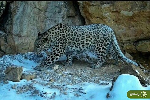 ویدئویی زیبا از خانواده پلنگ ایرانی در طبیعت برفی سمنان