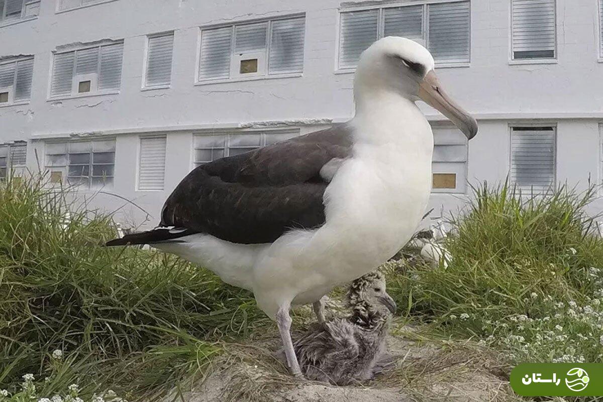 عکس | پیرترین پرنده وحشی جهان در ۷۴ سالگی تخمگذاری کرد  عکس | پیرترین پرنده وحشی جهان در ۷۴ سالگی تخمگذاری کرد