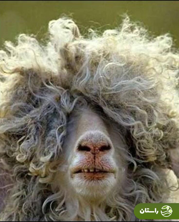 عکس | شوخی بامزه ترلان پروانه و مقایسه چهره جدیدش با گوسفند!