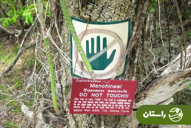 با خطرناکترین درخت سمی جهان آشنا شوید! با خطرناکترین درخت سمی جهان آشنا شوید!