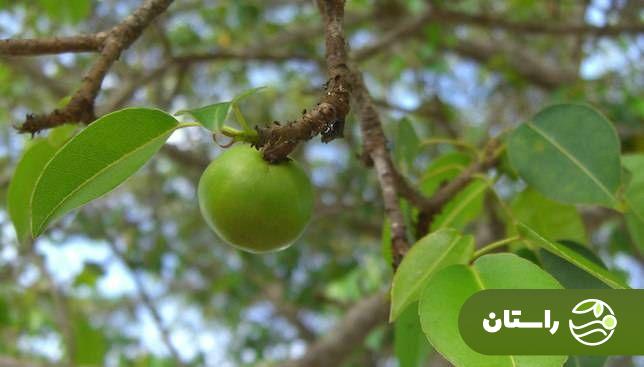 با خطرناکترین درخت سمی جهان آشنا شوید! با خطرناکترین درخت سمی جهان آشنا شوید!