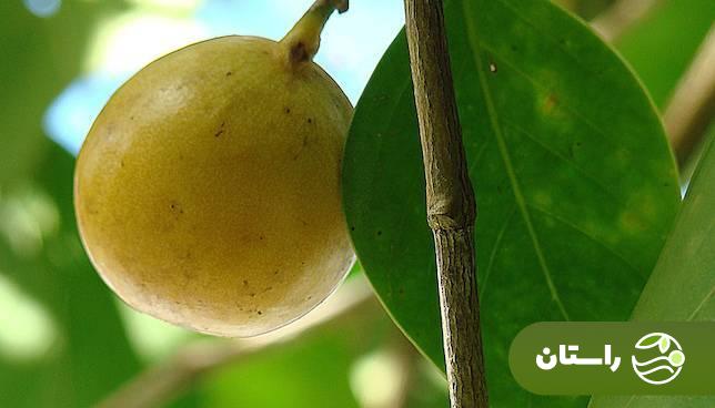 با خطرناکترین درخت سمی جهان آشنا شوید! با خطرناکترین درخت سمی جهان آشنا شوید!