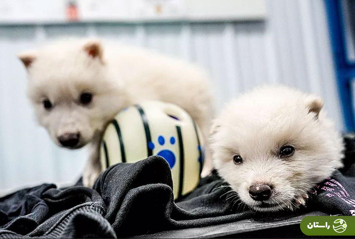 عکس | بازگشت «گرگ وحشت» به زمین پس از ۱۰ هزار سال؛ دانشمندان گونه منقرضشده را به حیات برگرداندند عکس | بازگشت «گرگ وحشت» به زمین پس از ۱۰ هزار سال؛ دانشمندان گونه منقرضشده را به حیات برگرداندند