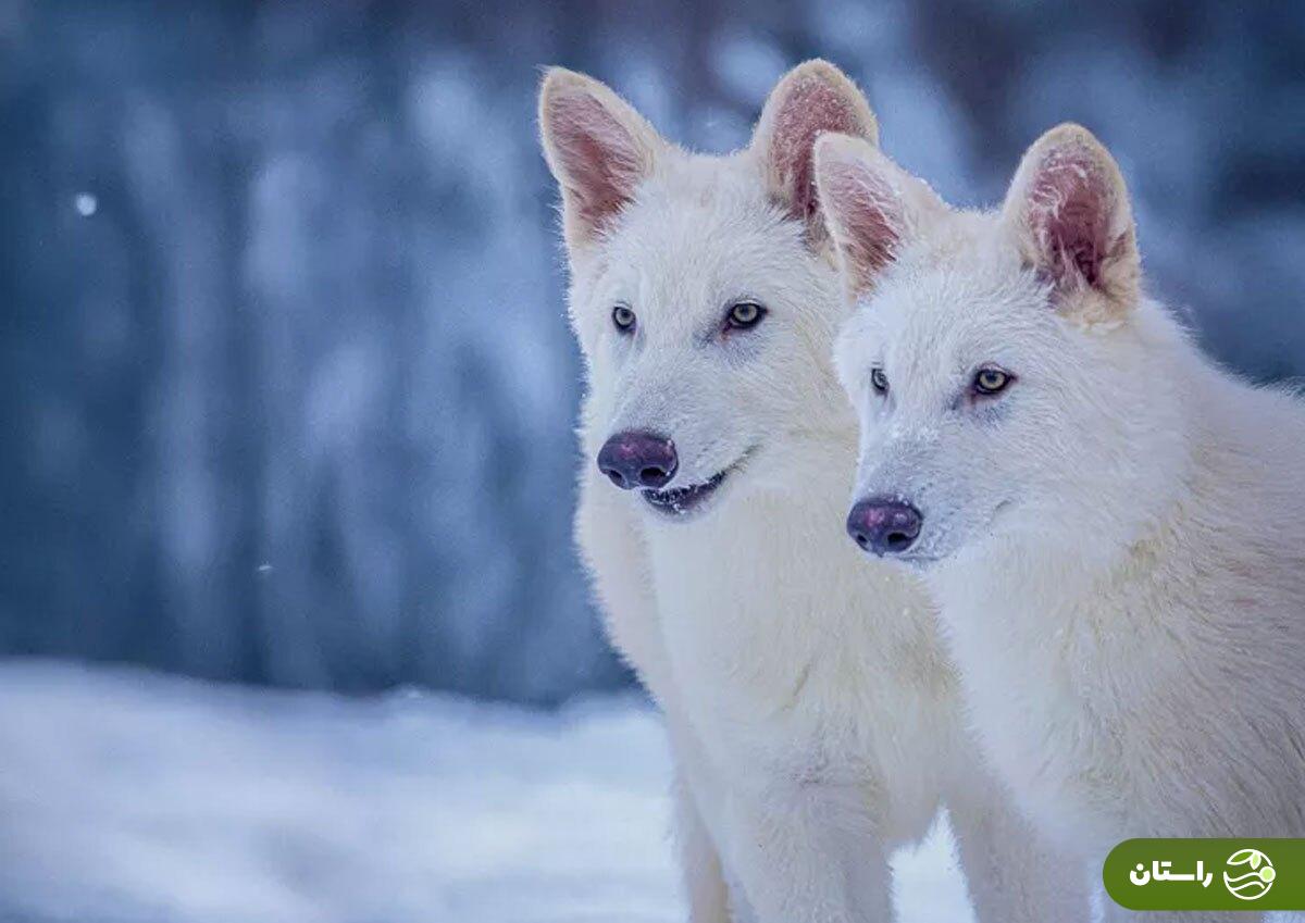 عکس | بازگشت «گرگ وحشت» به زمین پس از ۱۰ هزار سال؛ دانشمندان گونه منقرضشده را به حیات برگرداندند عکس | بازگشت «گرگ وحشت» به زمین پس از ۱۰ هزار سال؛ دانشمندان گونه منقرضشده را به حیات برگرداندند