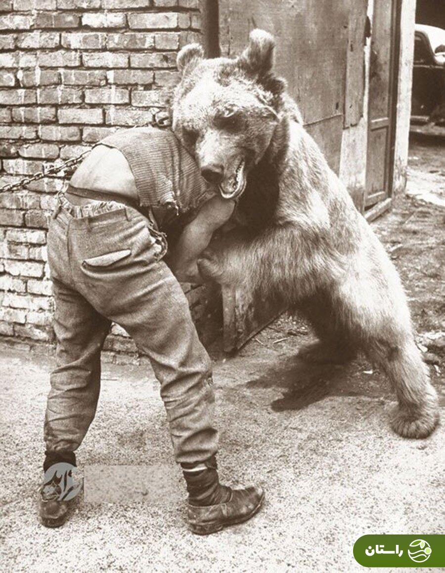 عکس | تونل زمان؛ کشتی با خرس در تهران قدیم عکس | تونل زمان؛ کشتی با خرس در تهران قدیم