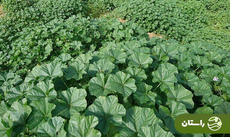 فصل بهار و غذا با گیاه توله؛ طرز تهیه حمیس توله که غذای محلی و خوشمزه خوزستان است