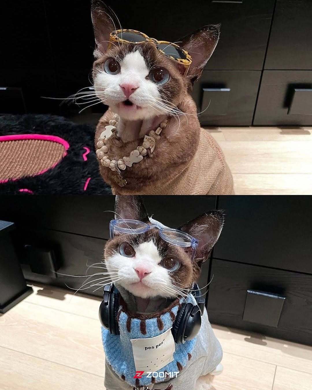 کوکو؛ تصاویری از گربه‌ای که با استایلش فضای مجازی را ترکاند!