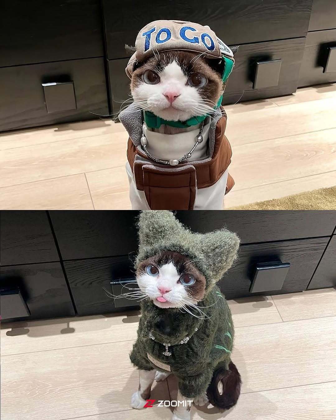 کوکو؛ تصاویری از گربه‌ای که با استایلش فضای مجازی را ترکاند!