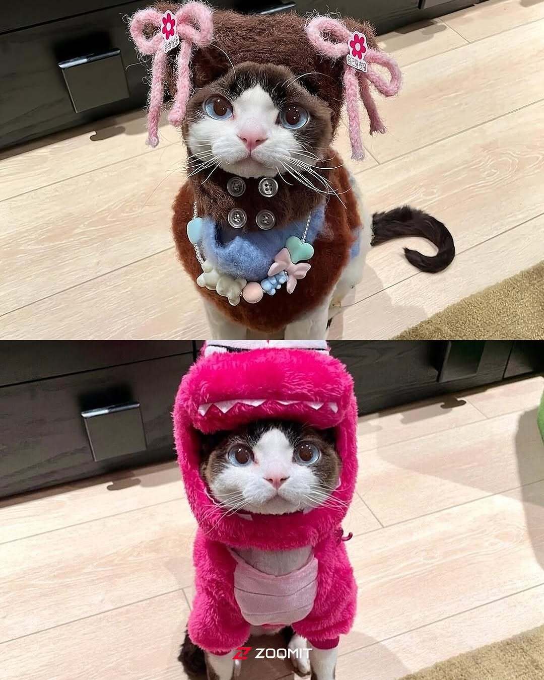 کوکو؛ تصاویری از گربه‌ای که با استایلش فضای مجازی را ترکاند!