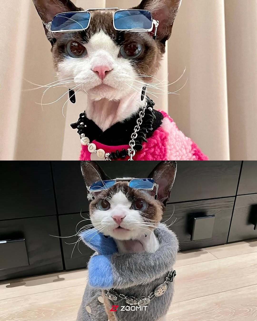 کوکو؛ تصاویری از گربه‌ای که با استایلش فضای مجازی را ترکاند!