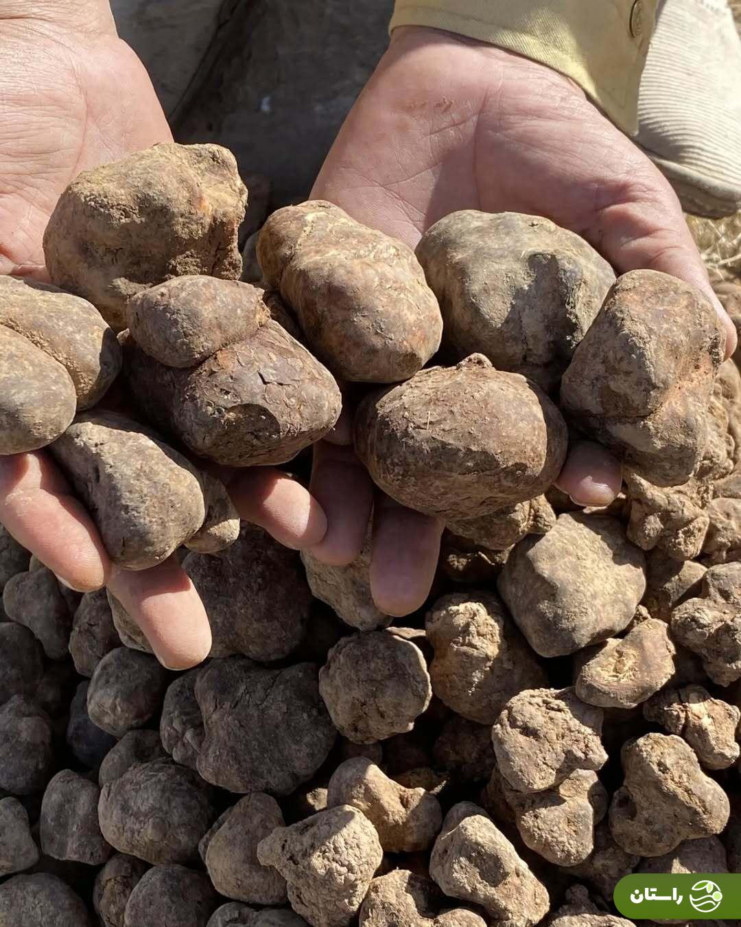 از کلوس تا دمبل؛ گرانترین سبزیهای بهاری در ایران و خوشمزهترین غذاهایی که با آنها میتوان پخت دنبلان کوهی در دستان یک مرد روستایی