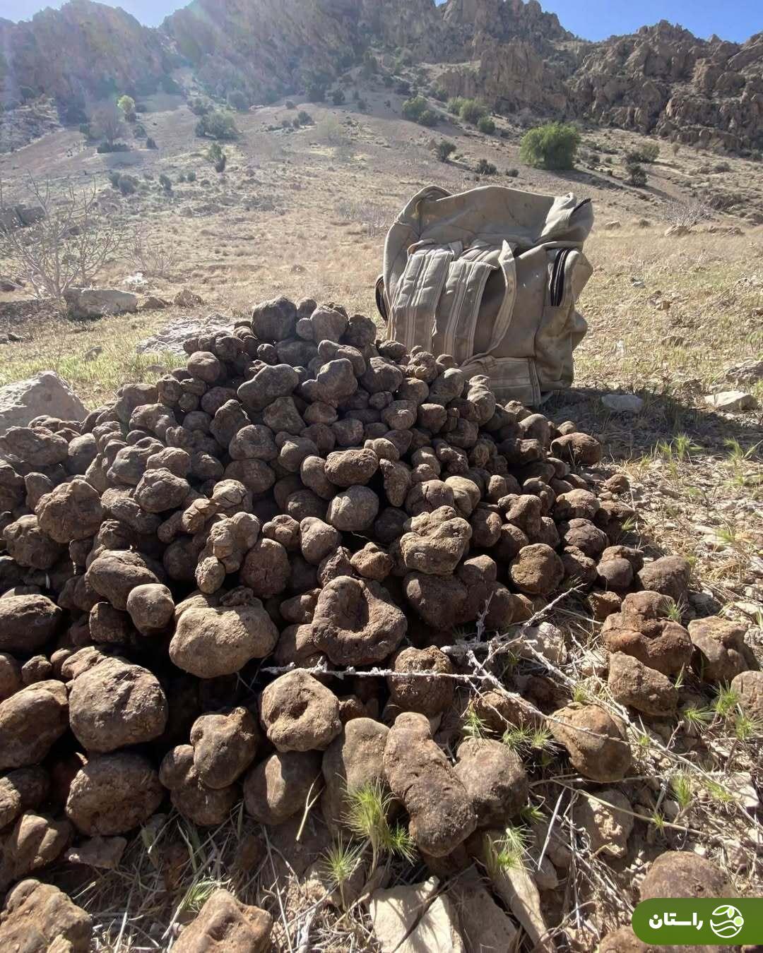 از کلوس تا دمبل؛ گرانترین سبزیهای بهاری در ایران و خوشمزهترین غذاهایی که با آنها میتوان پخت دنبلان کوهی