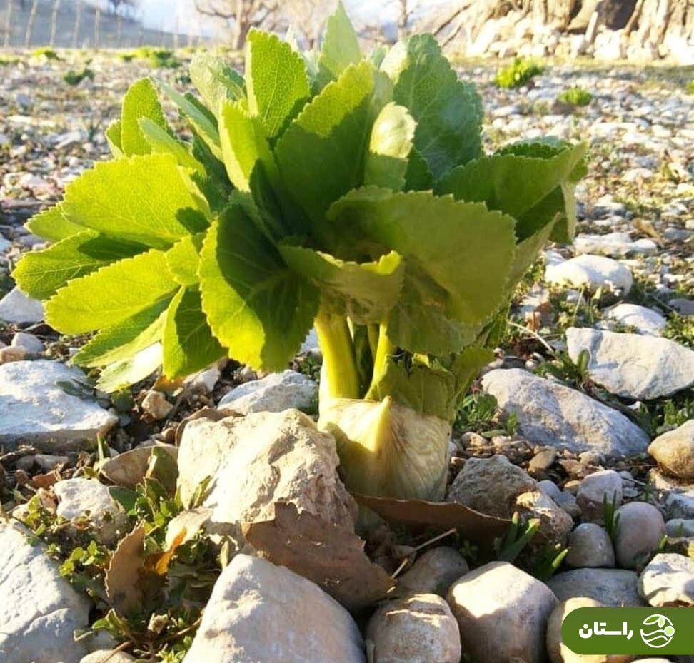 از کلوس تا دمبل؛ گرانترین سبزیهای بهاری در ایران و خوشمزهترین غذاهایی که با آنها میتوان پخت بوته کرفس کوهی یا کلوس