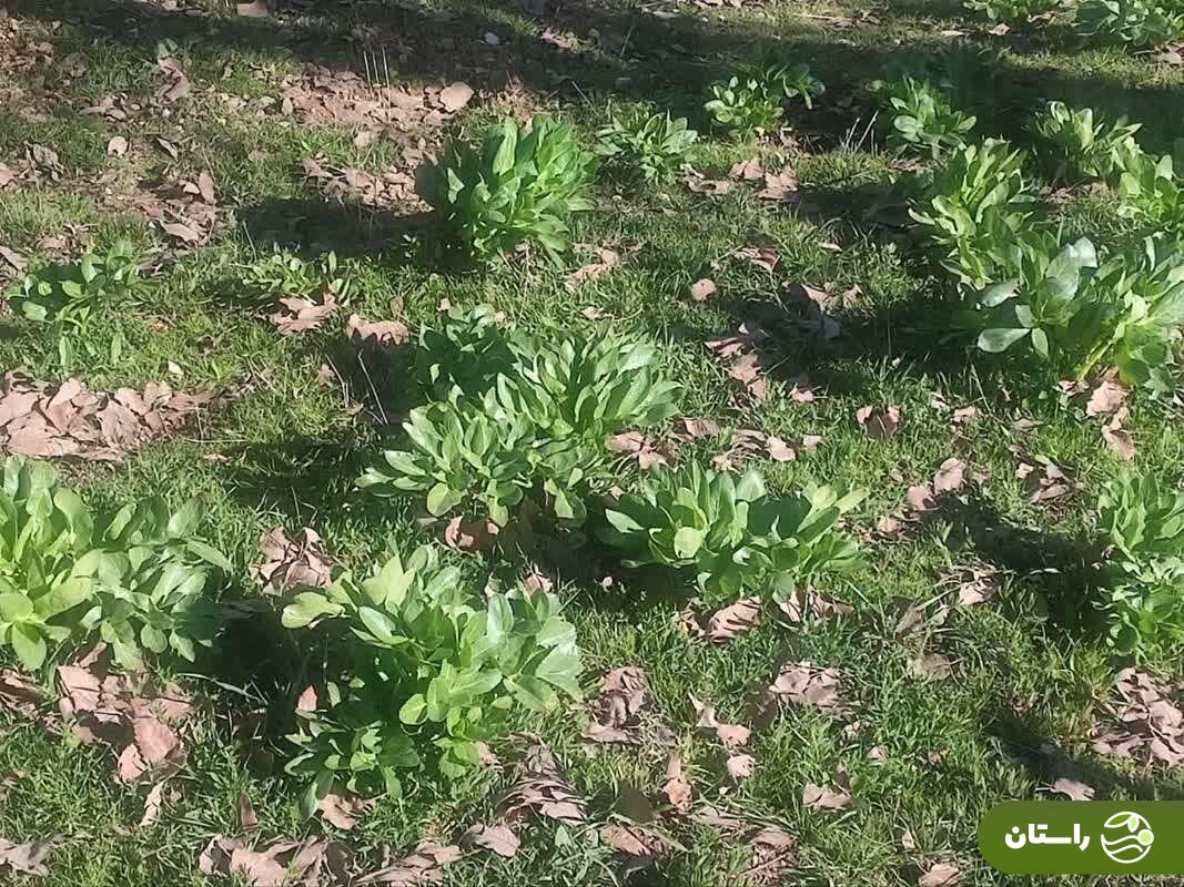 از کلوس تا دمبل؛ گرانترین سبزیهای بهاری در ایران و خوشمزهترین غذاهایی که با آنها میتوان پخت کلوس کرفس کوهی