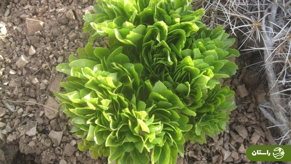 از کلوس تا دمبل؛ گرانترین سبزیهای بهاری در ایران و خوشمزهترین غذاهایی که با آنها میتوان پخت کلوس یا کرفس کوهی