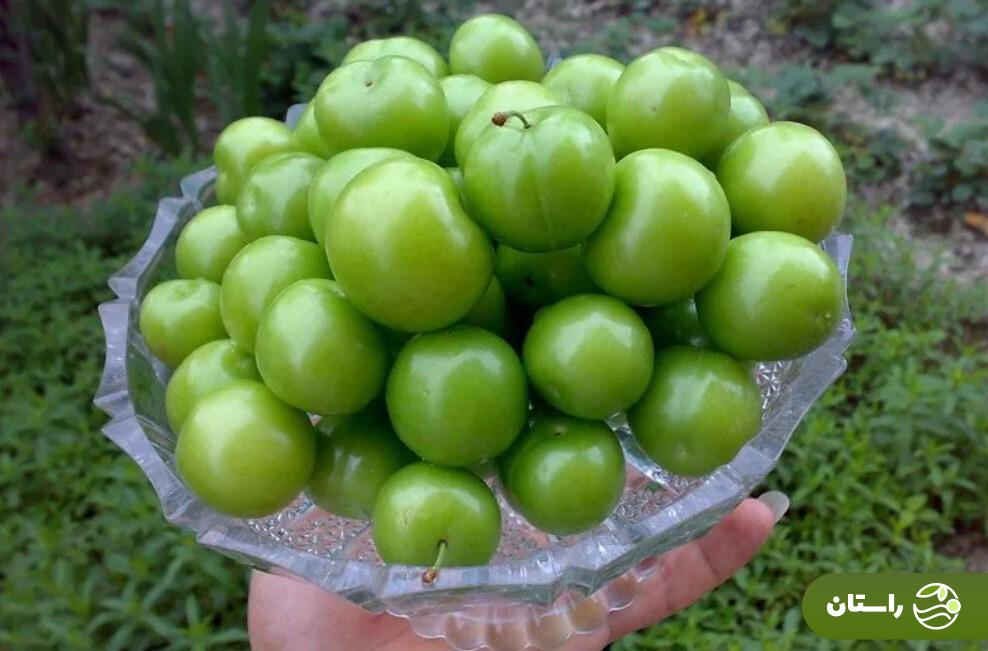 بهترین گوجهسبز ایران مال کدام شهر است؟ طرز تهیه خورش جادویی گوجه سبز را یاد بگیرید! گوجهسبز