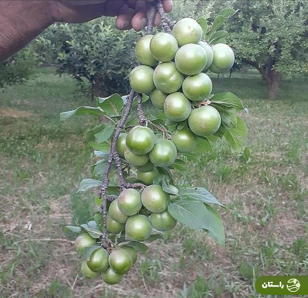 بهترین گوجهسبز ایران مال کدام شهر است؟ طرز تهیه خورش جادویی گوجه سبز را یاد بگیرید! گوجهسبز