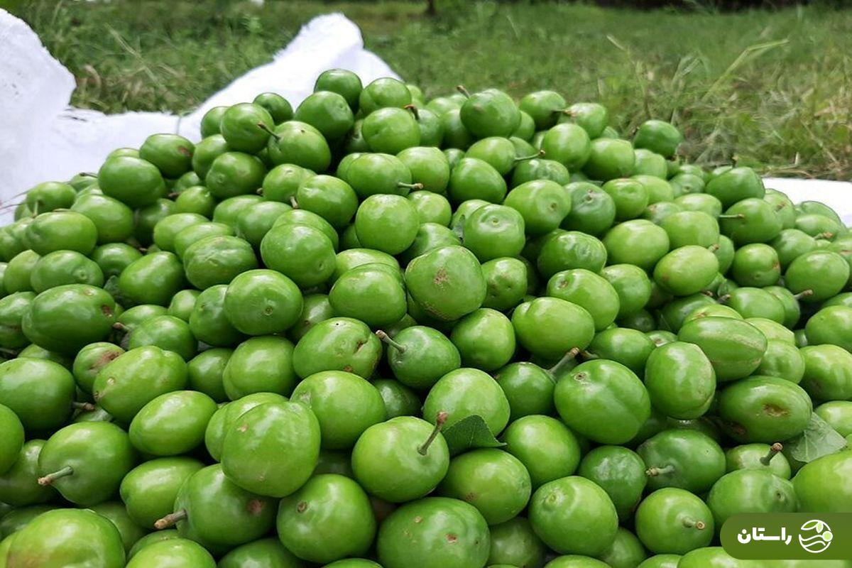 بهترین گوجهسبز ایران مال کدام شهر است؟ طرز تهیه خورش جادویی گوجه سبز را یاد بگیرید! گوجهسبز