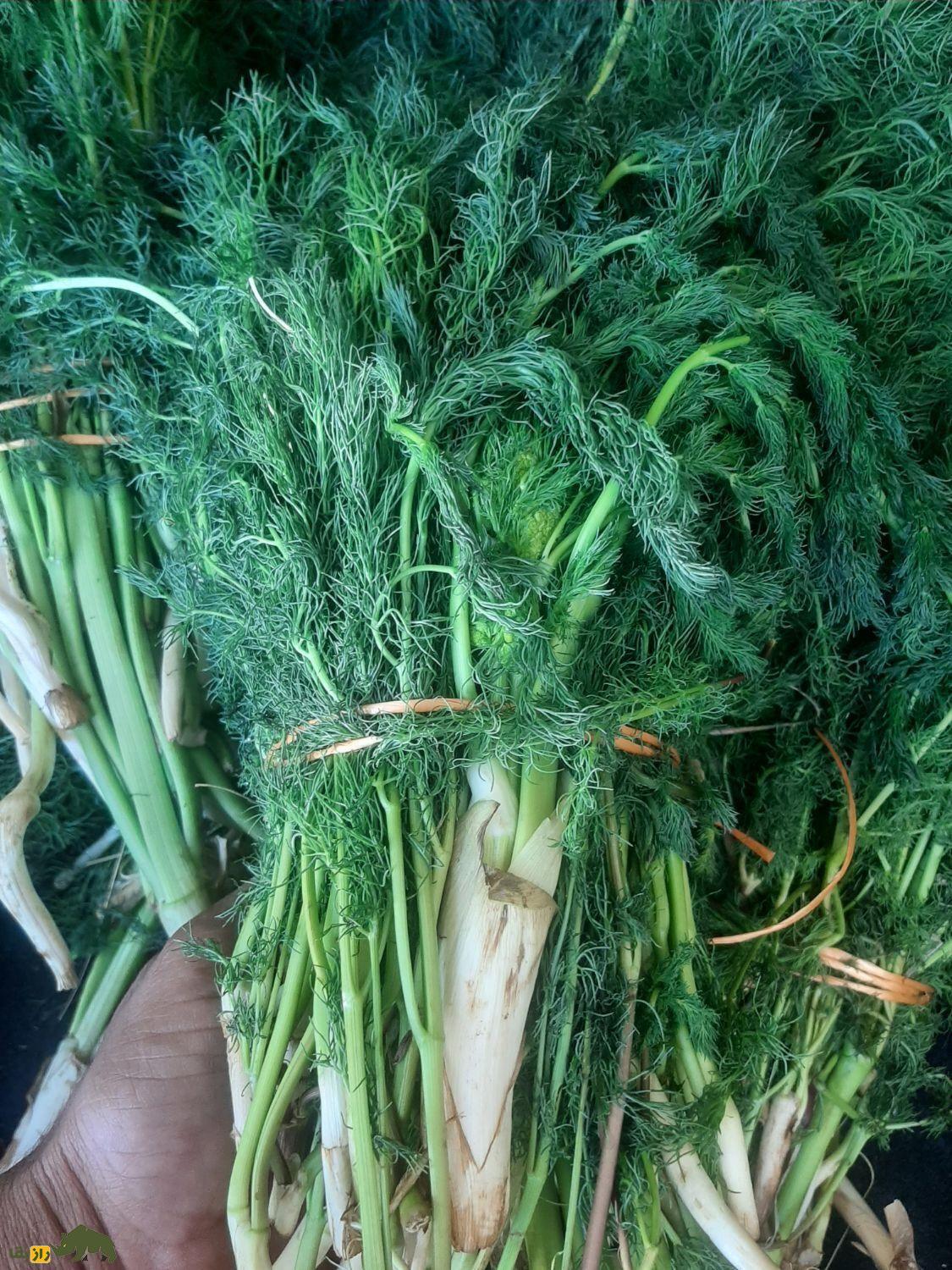 جاشیر؛ شاه گیاه کوههای زاگرس که به خاطرش آدم کشته شده است + دستور پخت چند غذای محلی با جاشیر جاشیر؛ شاه گیاه کوههای زاگرس که به خاطرش آدم کشته شده است + دستور پخت چند غذای محلی با جاشیر