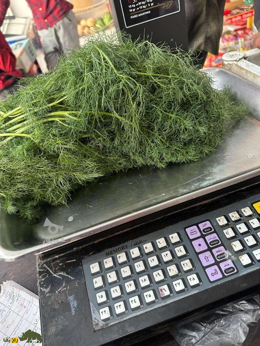 جاشیر؛ شاه گیاه کوههای زاگرس که به خاطرش آدم کشته شده است + دستور پخت چند غذای محلی با جاشیر جاشیر؛ شاه گیاه کوههای زاگرس که به خاطرش آدم کشته شده است + دستور پخت چند غذای محلی با جاشیر