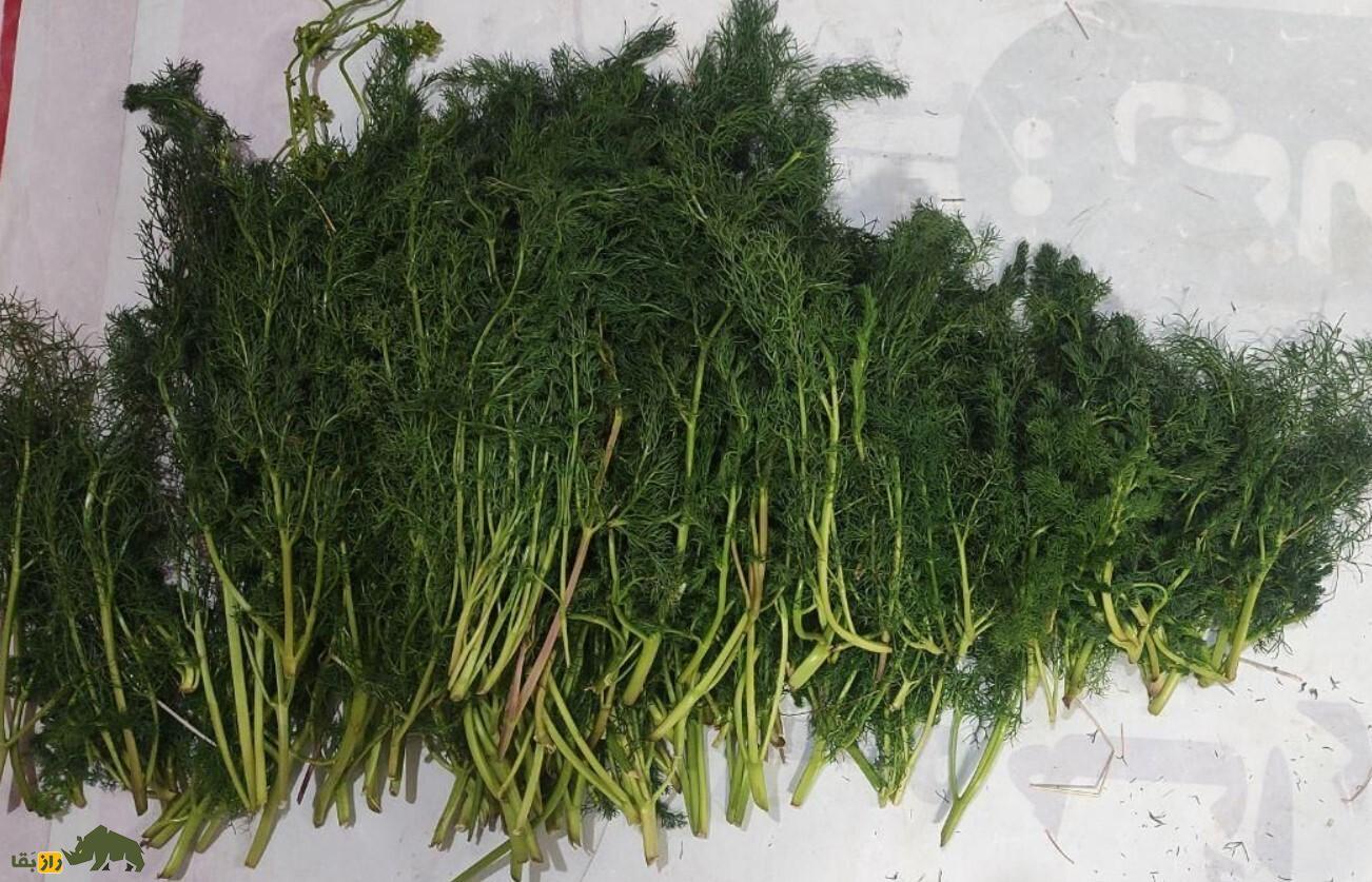 جاشیر؛ شاه گیاه کوههای زاگرس که به خاطرش آدم کشته شده است + دستور پخت چند غذای محلی با جاشیر جاشیر؛ شاه گیاه کوههای زاگرس که به خاطرش آدم کشته شده است + دستور پخت چند غذای محلی با جاشیر