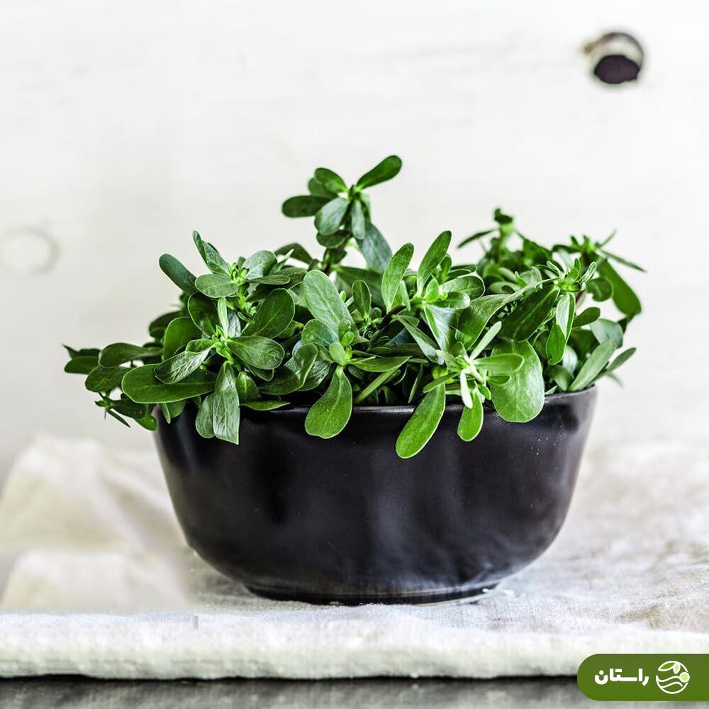 خرفه؛ سبزی مظلومی که علف هرز نیست! + دستور پخت چند غذا محلی خوشمزه با خرفه خرفه؛ سبزی مظلومی که علف هرز نیست! + دستور پخت چند غذا محلی خوشمزه با خرفه