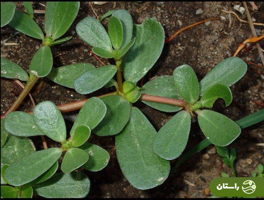 خرفه؛ سبزی مظلومی که علف هرز نیست! + دستور پخت چند غذا محلی خوشمزه با خرفه خرفه؛ سبزی مظلومی که علف هرز نیست! + دستور پخت چند غذا محلی خوشمزه با خرفه