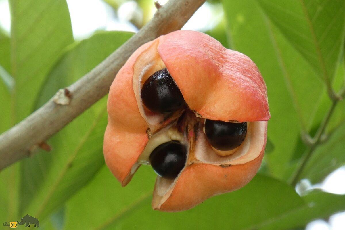 میوه آکی؛ میوهای عجیب که هم آدم میکشد و هم میشود با آن خوشمزهترین صبحانه جهان را درست کرد میوه آکی؛ میوهای عجیب که هم آدم میکشد و هم میشود با آن خوشمزهترین صبحانه جهان را درست کرد