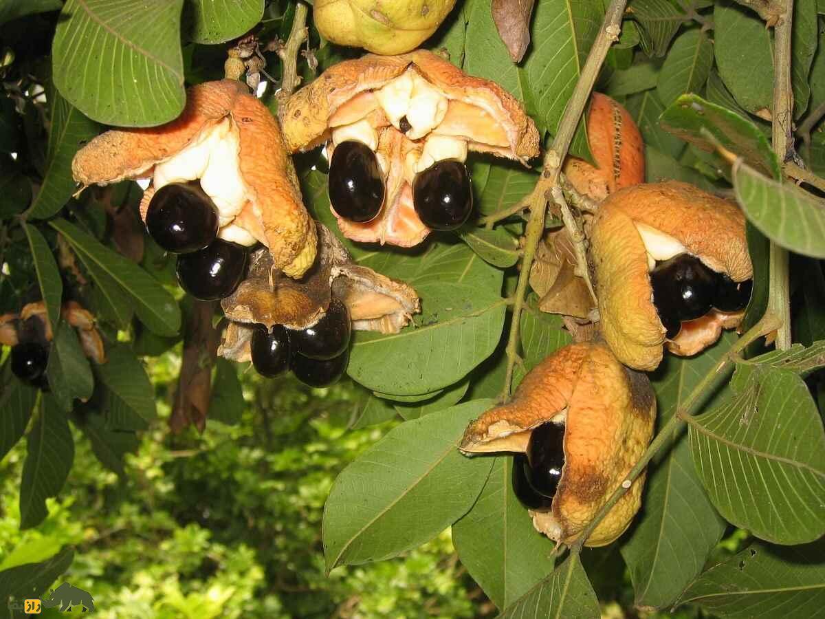 میوه آکی؛ میوهای عجیب که هم آدم میکشد و هم میشود با آن خوشمزهترین صبحانه جهان را درست کرد میوه آکی؛ میوهای عجیب که هم آدم میکشد و هم میشود با آن خوشمزهترین صبحانه جهان را درست کرد