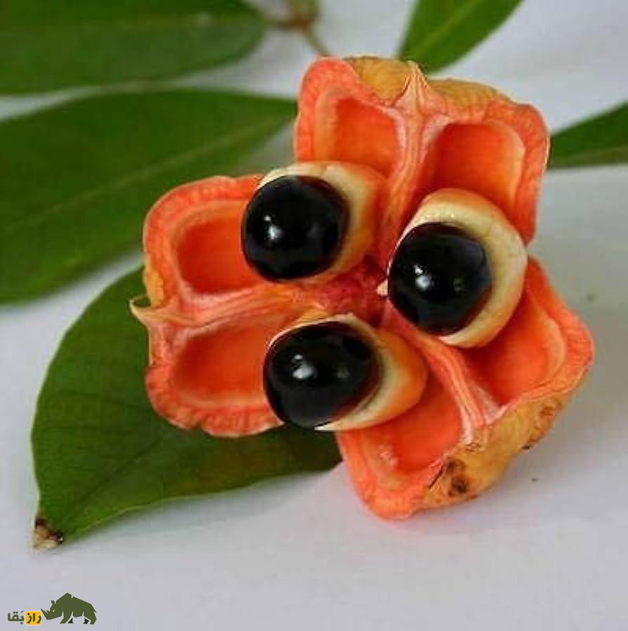 میوه آکی؛ میوهای عجیب که هم آدم میکشد و هم میشود با آن خوشمزهترین صبحانه جهان را درست کرد میوه آکی؛ میوهای عجیب که هم آدم میکشد و هم میشود با آن خوشمزهترین صبحانه جهان را درست کرد