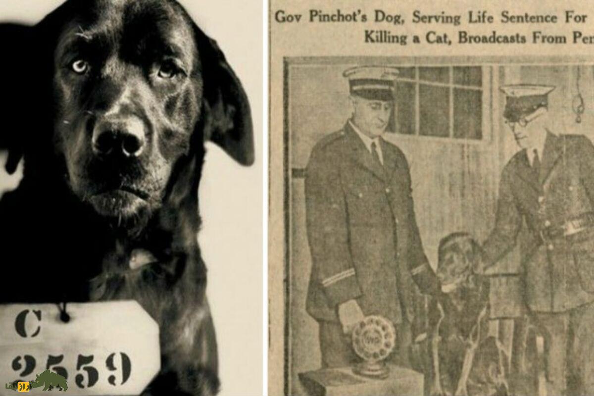 این سگ به جرم قتل یک گربه زندانی شد! + تصاویر