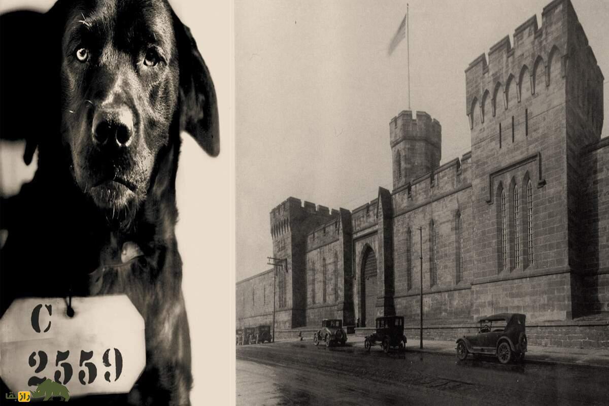 این سگ به جرم قتل یک گربه زندانی شد! + تصاویر این سگ به جرم قتل یک گربه زندانی شد! + تصاویر