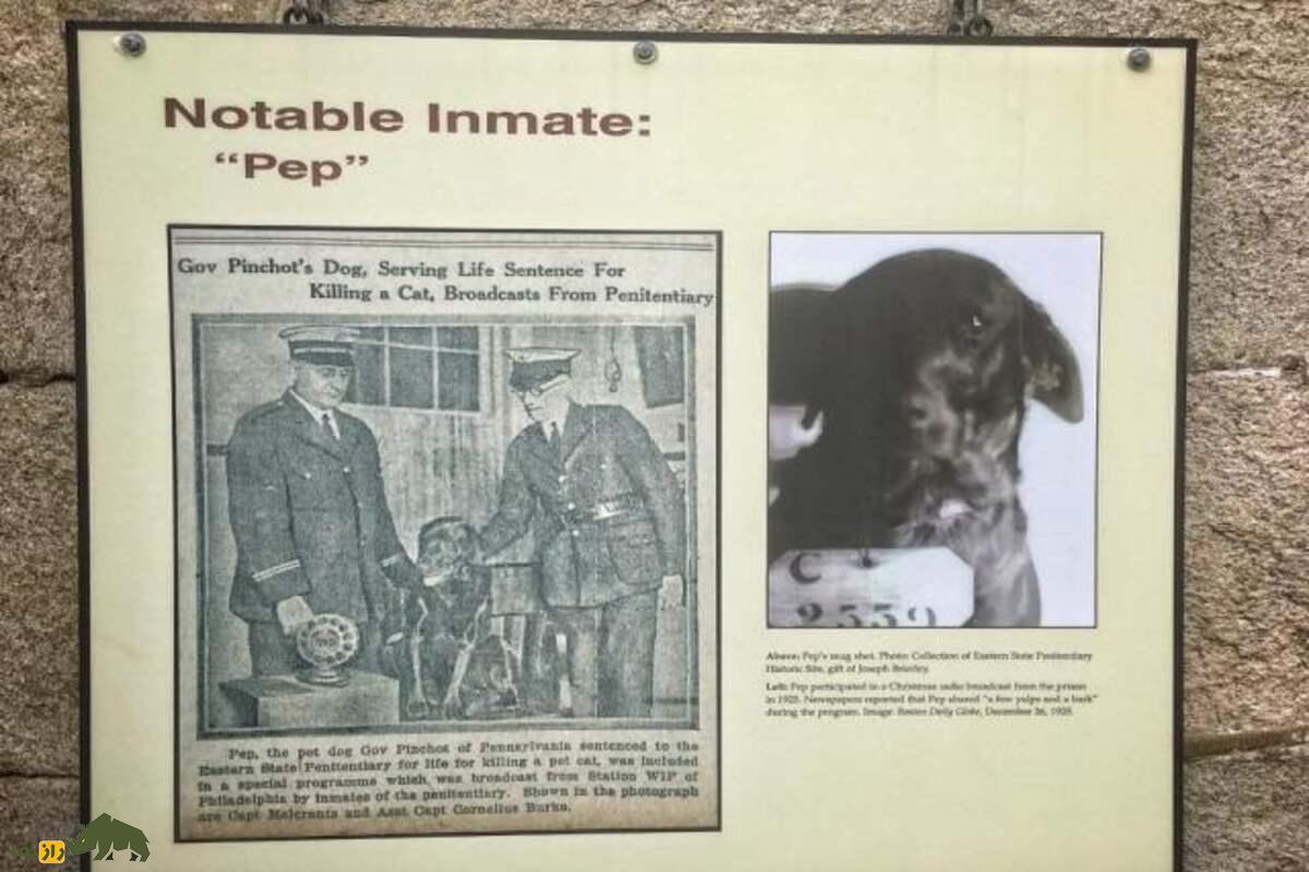 این سگ به جرم قتل یک گربه زندانی شد! + تصاویر این سگ به جرم قتل یک گربه زندانی شد! + تصاویر