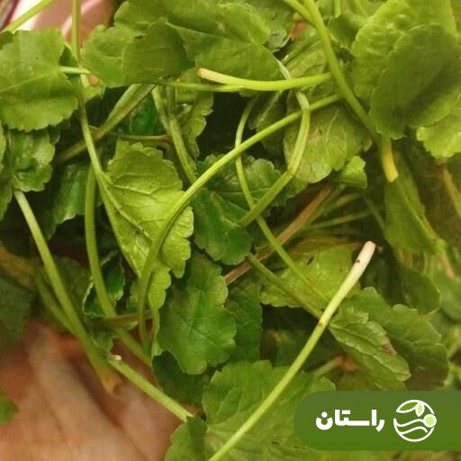 چوچاغ یا زولنگ؛ سبزی بهاری محبوب که شبیه یک گیاه مرگبار است + دستور پخت خورش چوچاغ و کوکو چوچاغ چوچاغ یا زولنگ